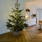 »Eiche Calathea« SPC Vinylboden Unique Holzoptik im Fischgrät Design Weihnachtsbaum